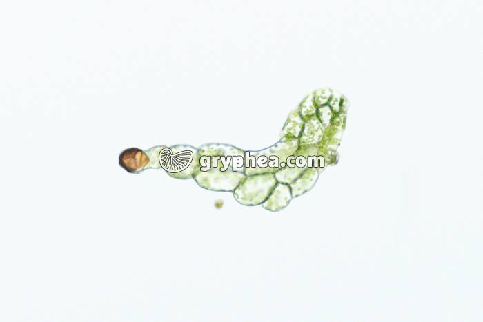 Spore et début de formation du prothalle x25 - gryphea.com